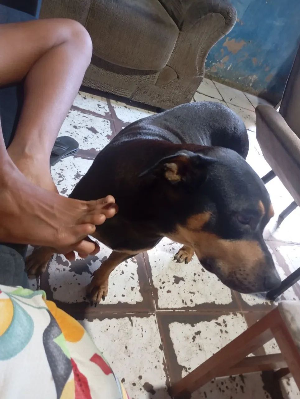 Estou vendendo esse cachorro  - Foto 2