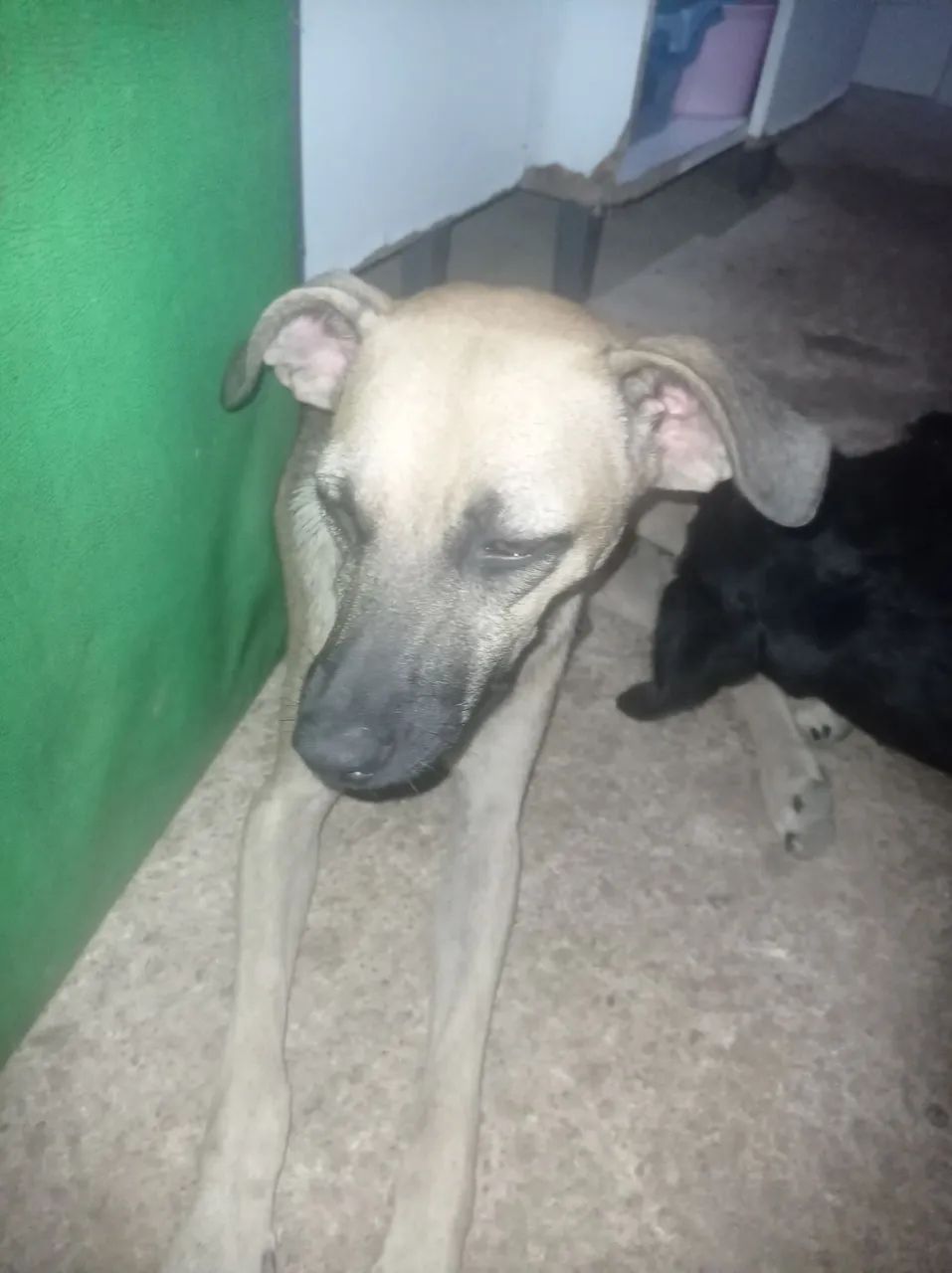 Adoção responsável 