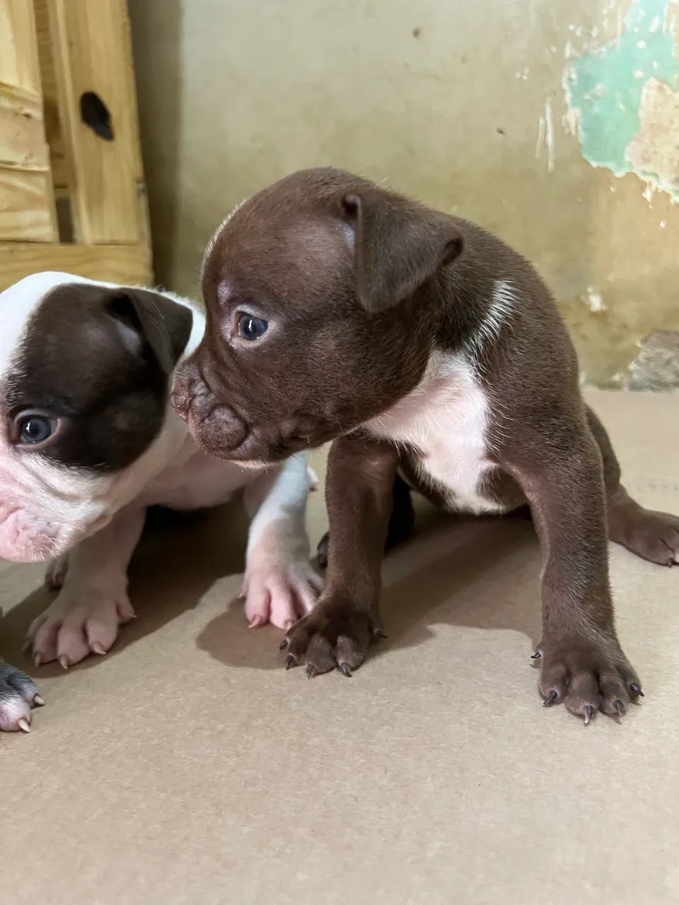 Filhotes de American bully - Foto 5