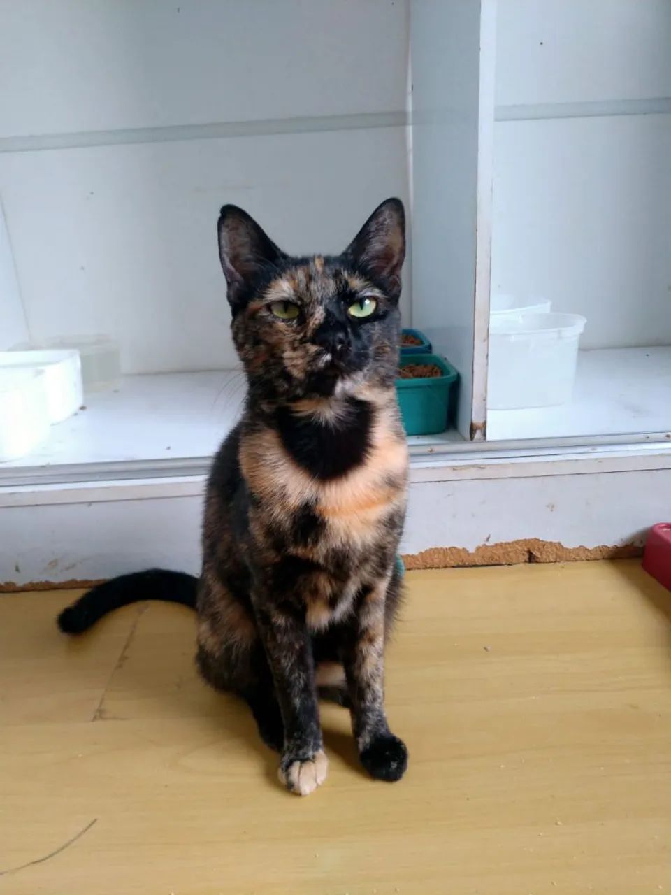 Gata Raquel para adoção  - Foto 2