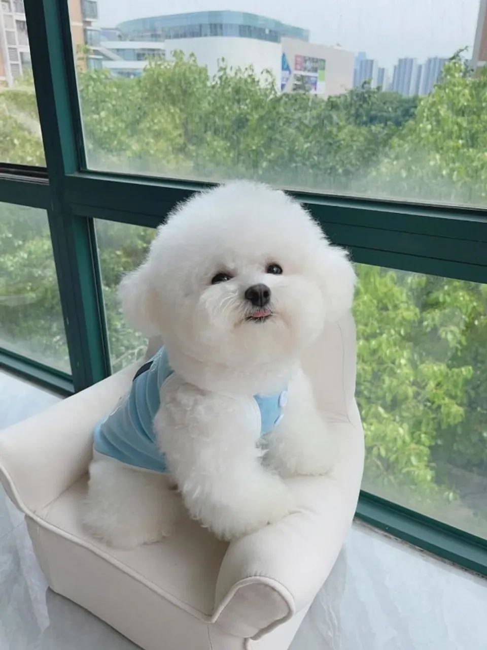 Bichon Frisê - Foto 3