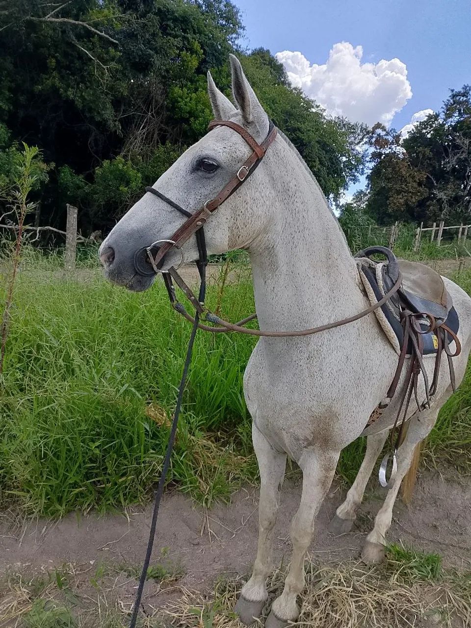 ÉGUA MANGALARGA MARCHADOR  - Foto 5