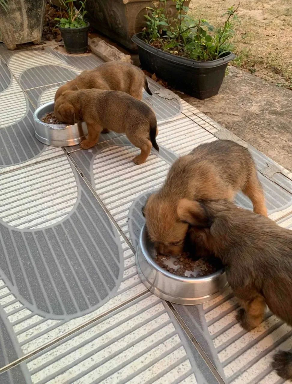 Doa-se Cachorrinhos  - Foto 2