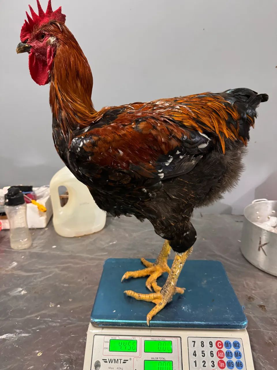 Frango GSB 