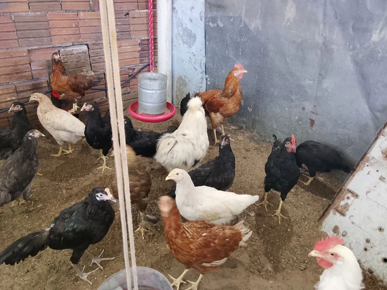 Franguinhas GLC