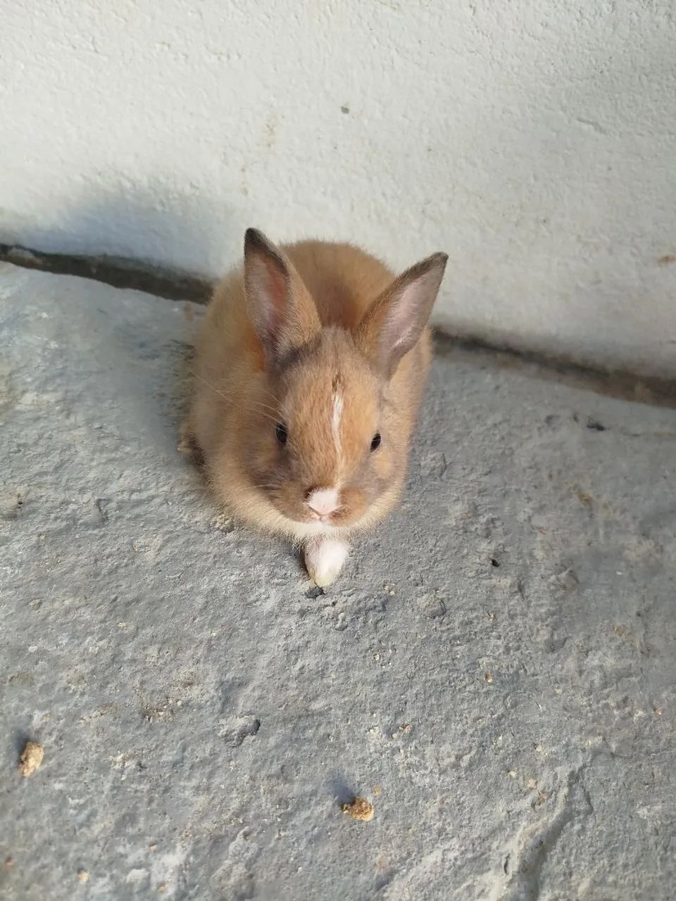 Filhotes de coelhos  - Foto 5
