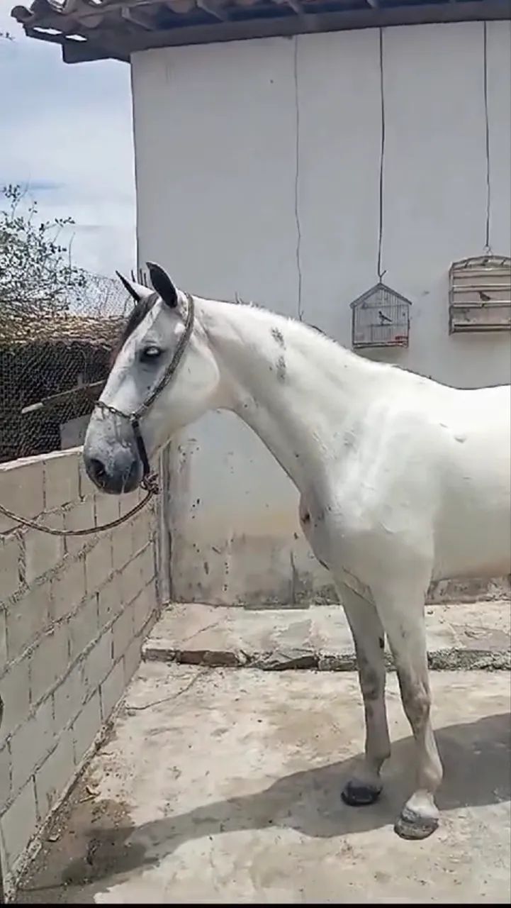 Cavalo alazão 