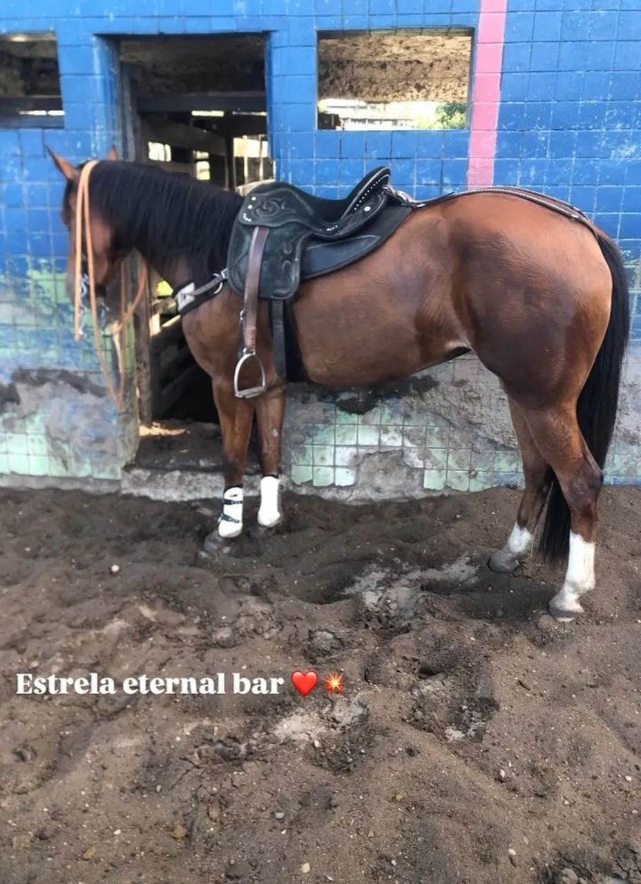 Vende se égua  - Foto 3