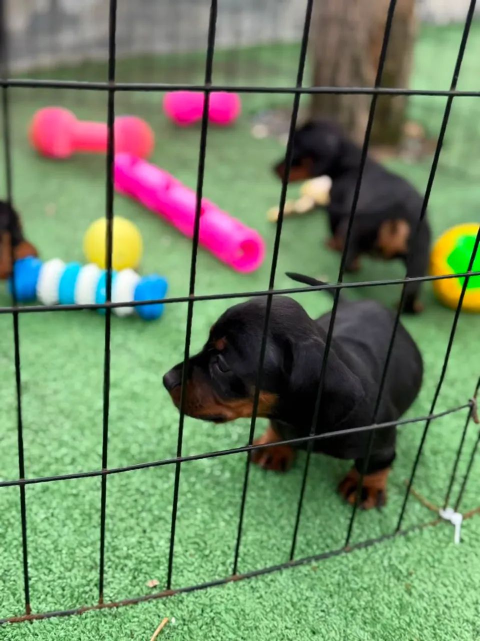 Dachshunds filhotes - Foto 2
