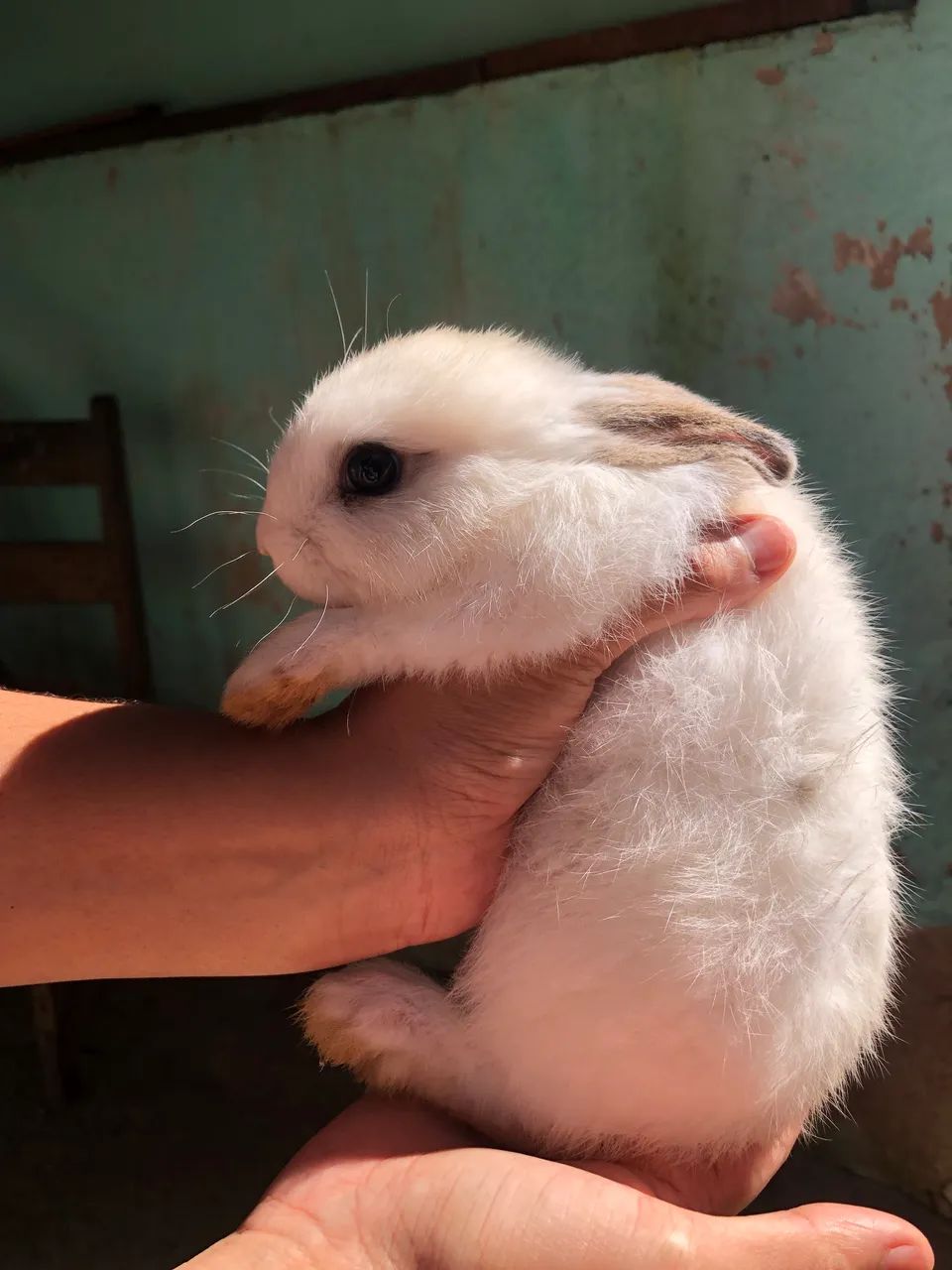 Coelho 