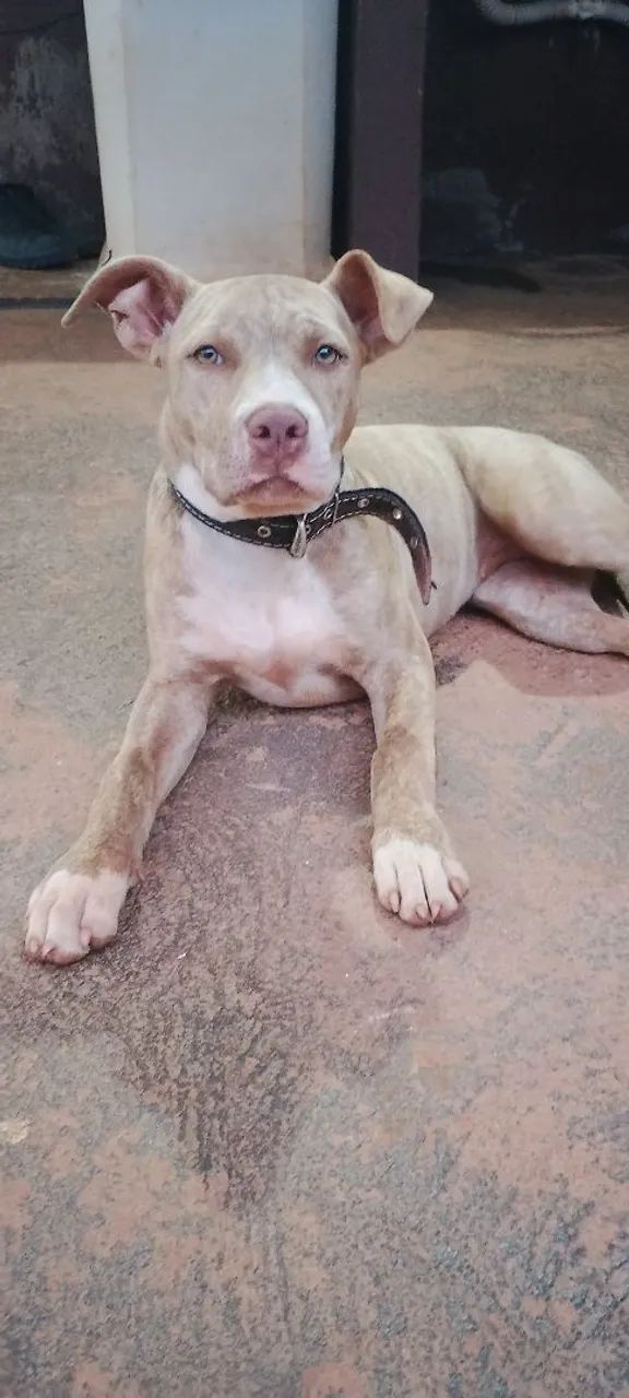 Cachorro  - Foto 3