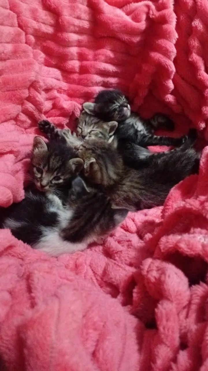 Gatinhos