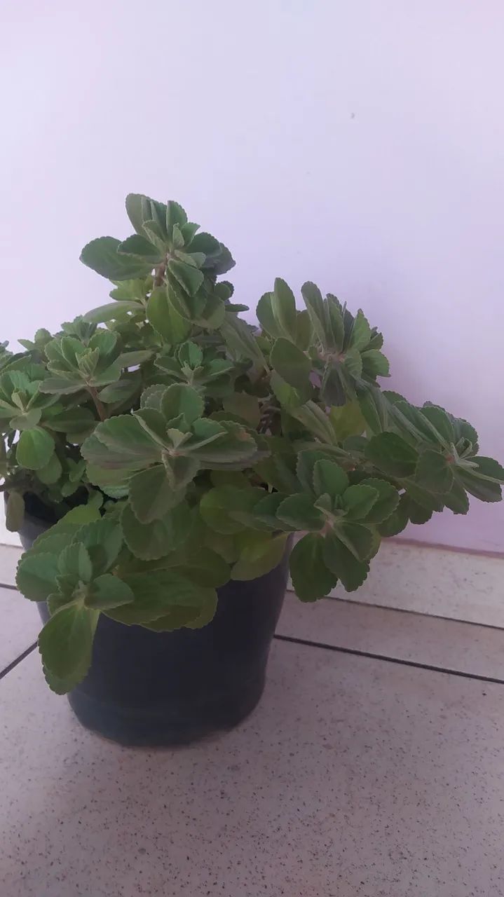 Boldo  - Foto 3