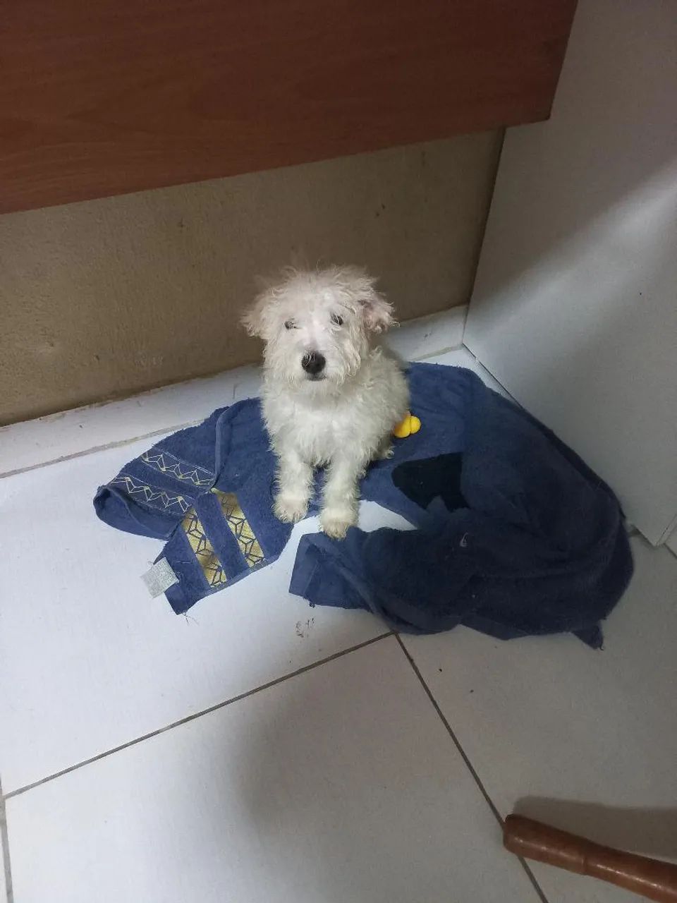 Poodle Macho  - Foto 2