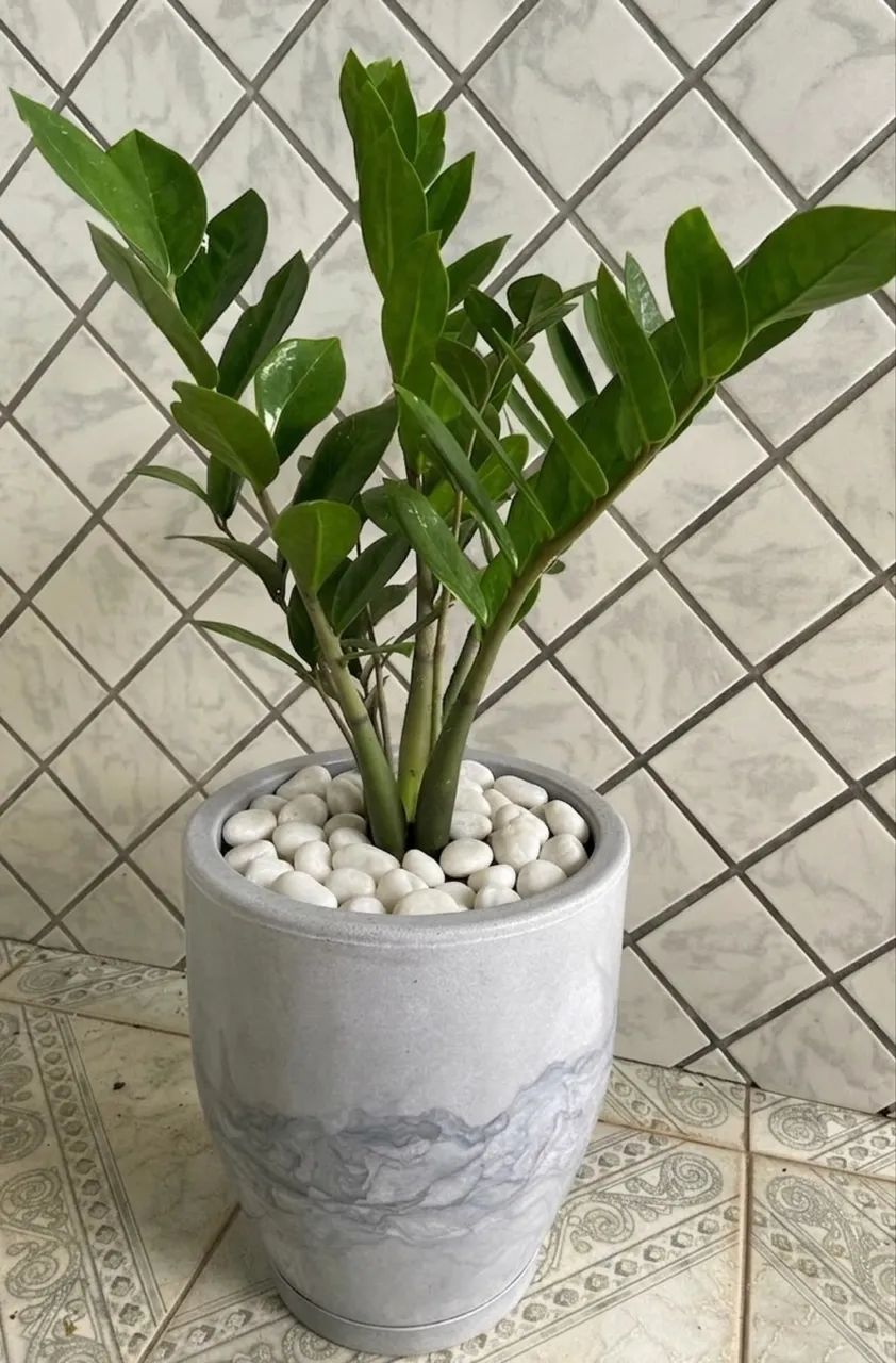Planta com jarro - ficus - Foto 3