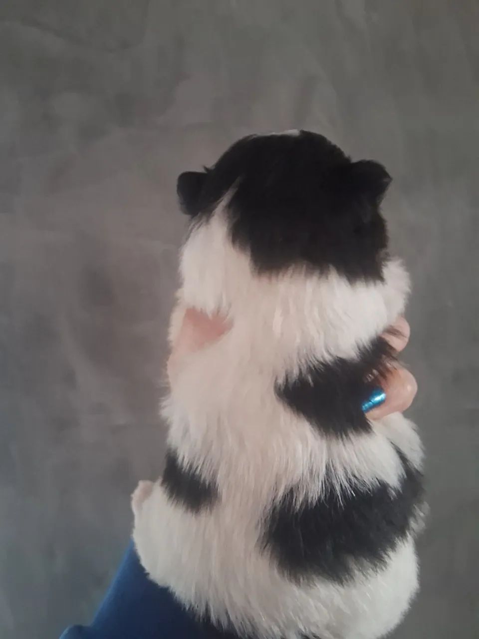 Spitz alemão  - Foto 4