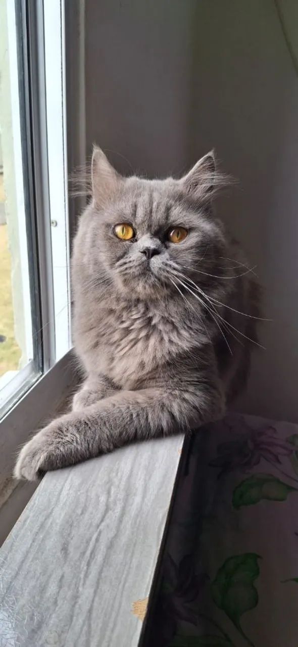 Vendo gato persa - Foto 2