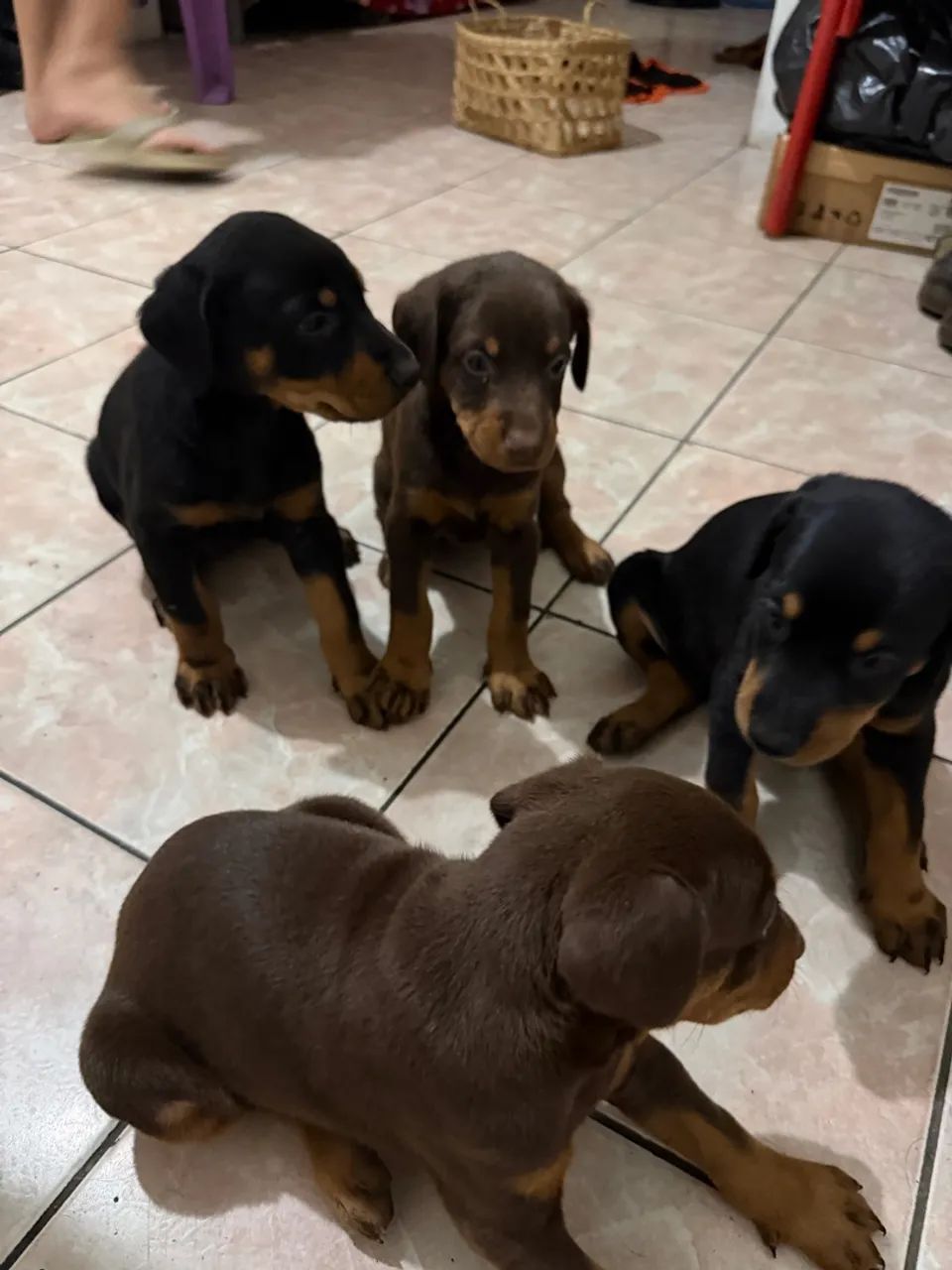 Doberman filhote puros - Foto 3