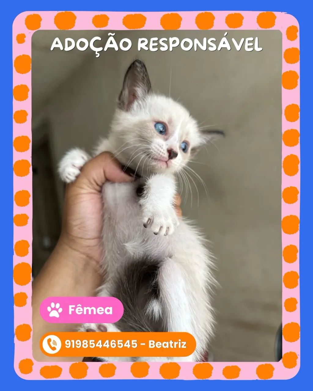 Adoção responsável  - Foto 4
