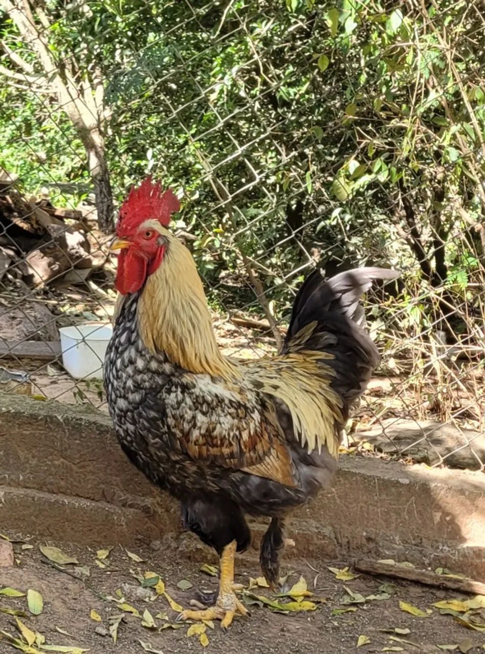 Vendo Galos - Foto 2