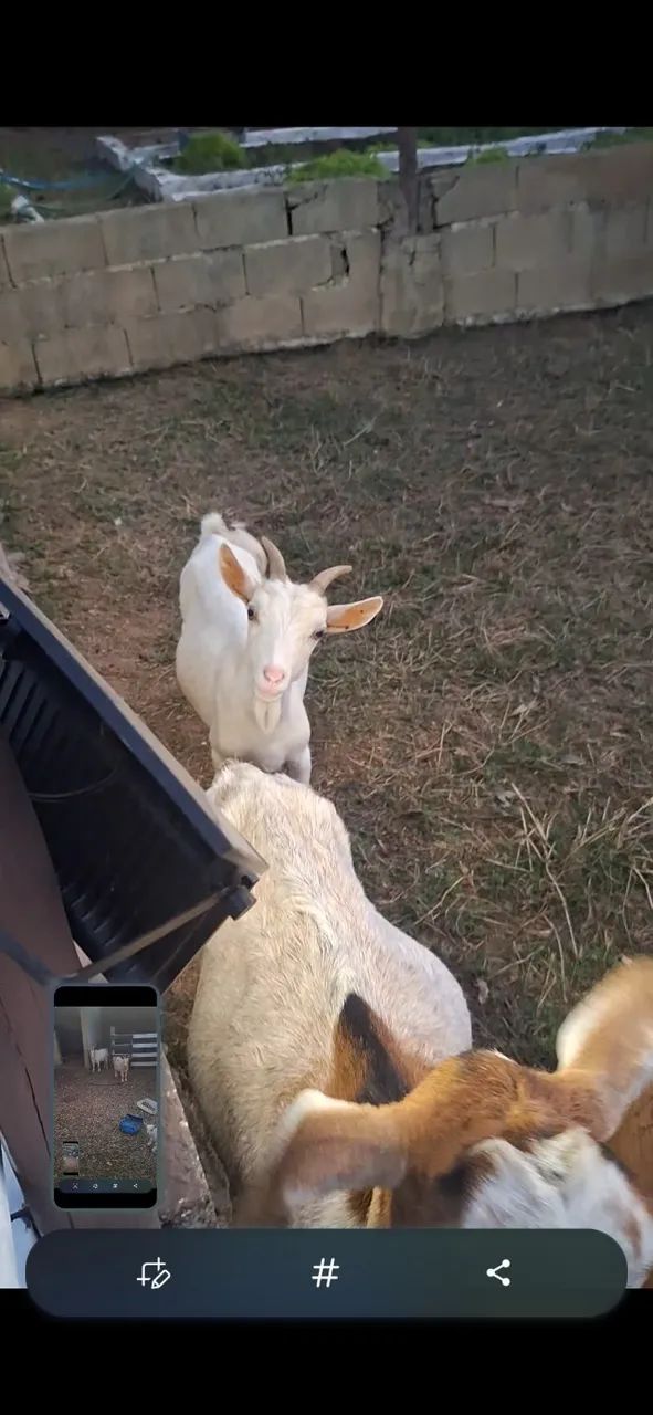 Mini cabras  - Foto 5