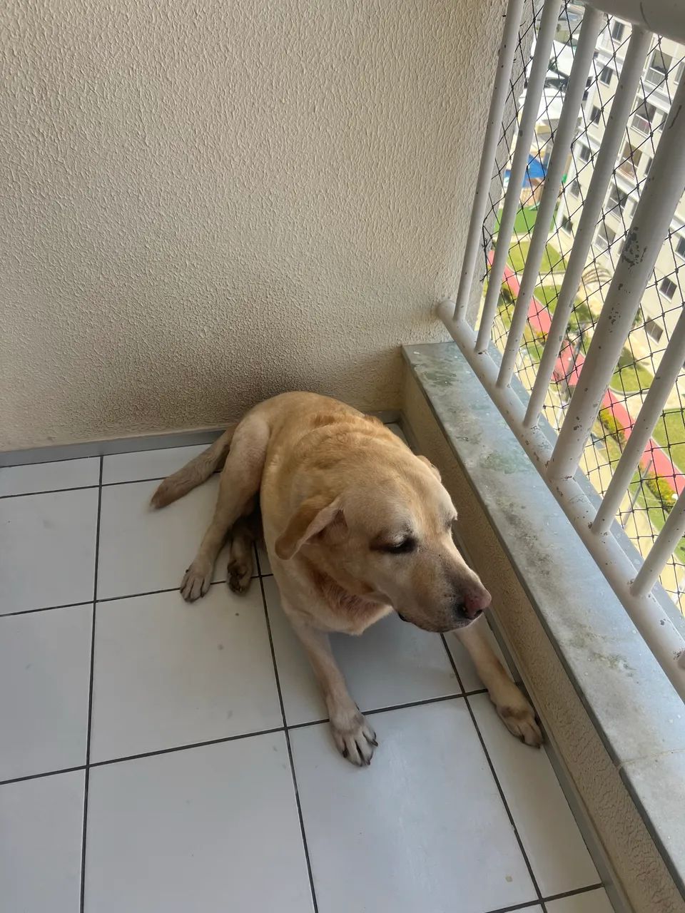 Adoção responsável  - Foto 3