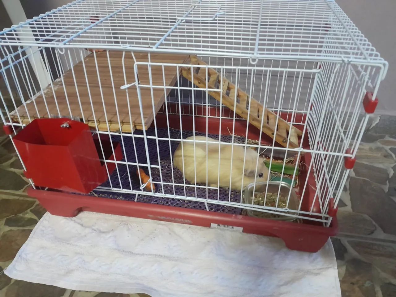 Porquinho da índia doando - Foto 4