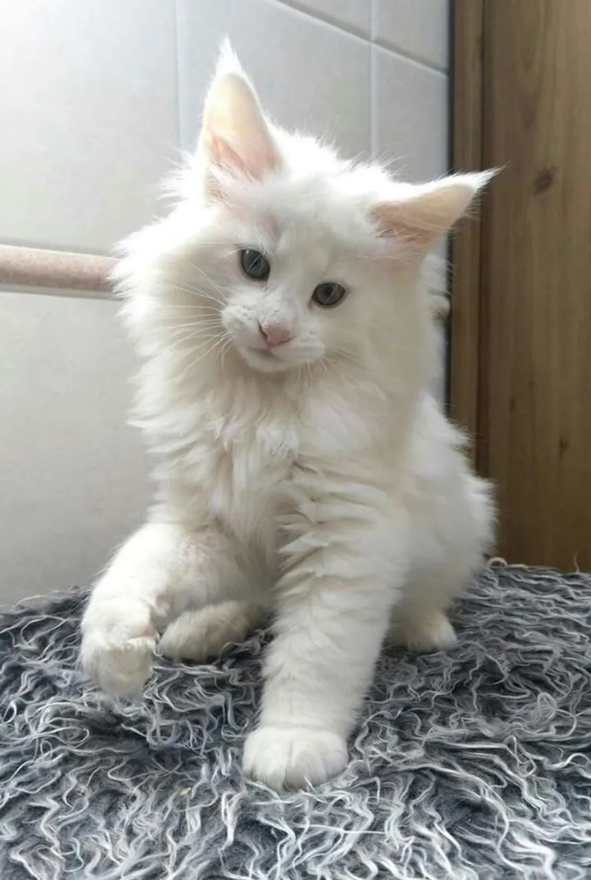 Maine Coon 