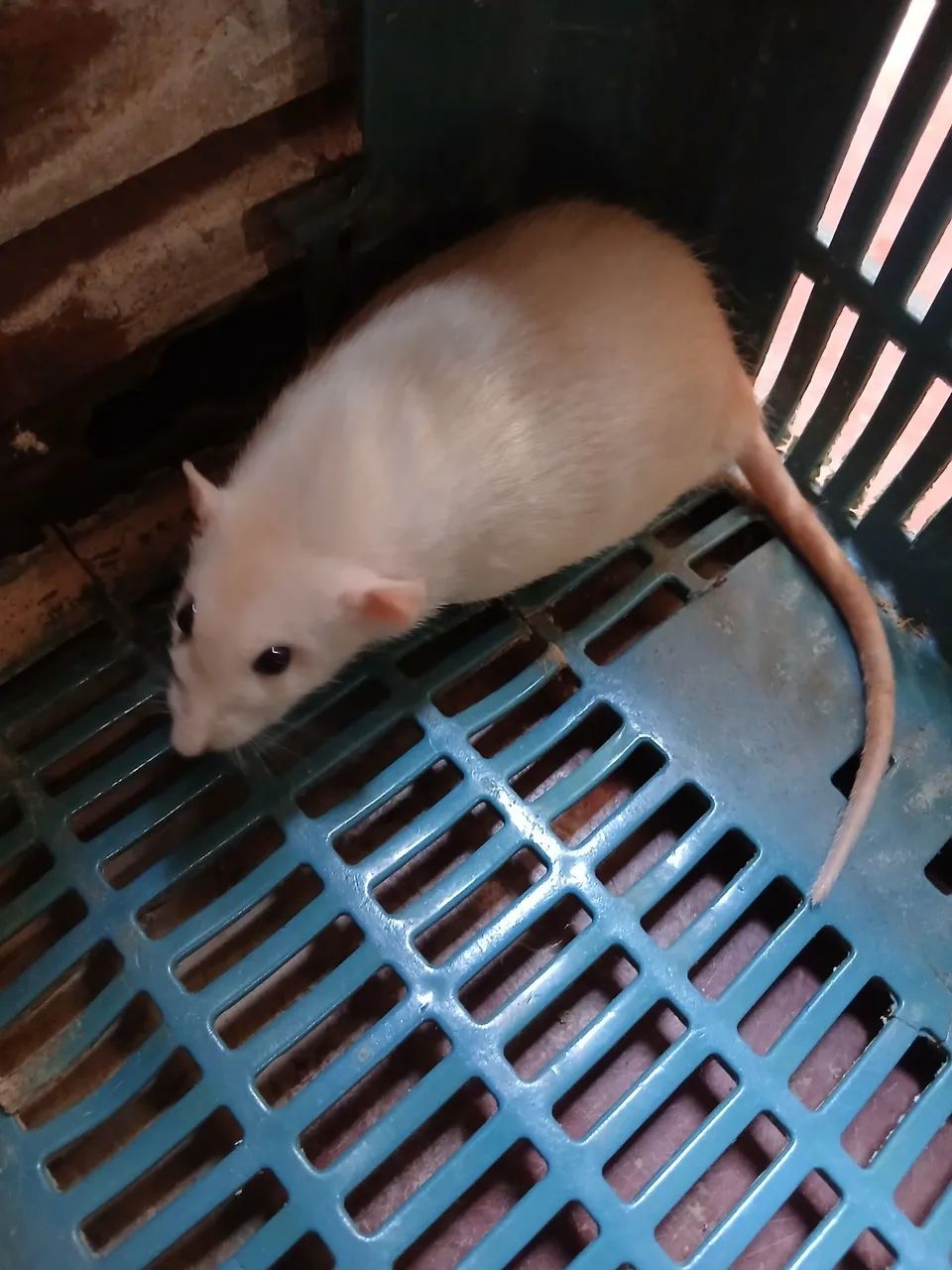 Rata twist femia gordinha 