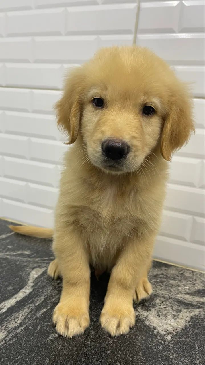 Golden Retriever  - Foto 3