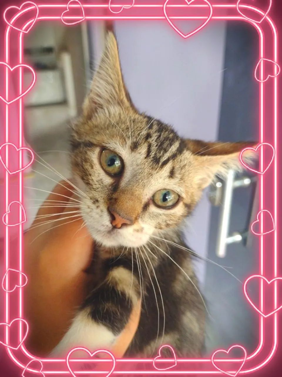 Gatinhos Maine coon - Foto 2