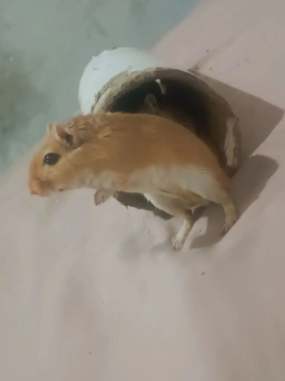 Esquilo da Mongólia gerbil 