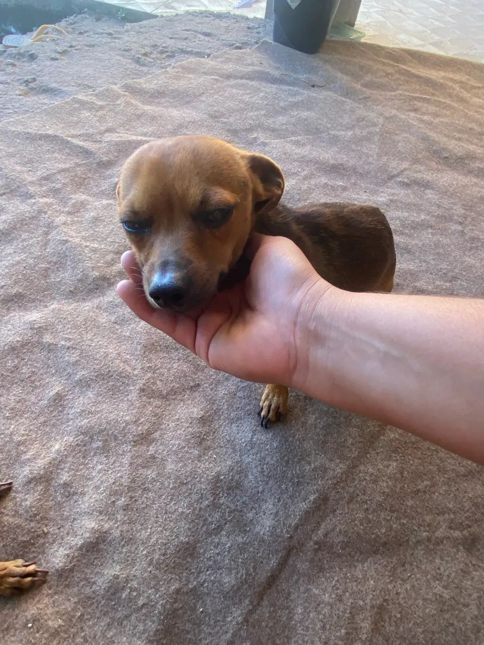 Pinscher macho  - Foto 3