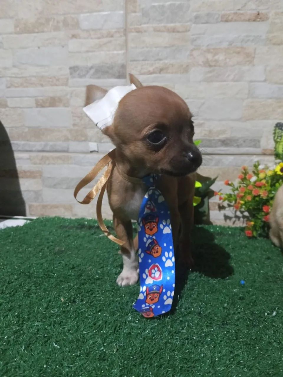 Pinscher  - Foto 5