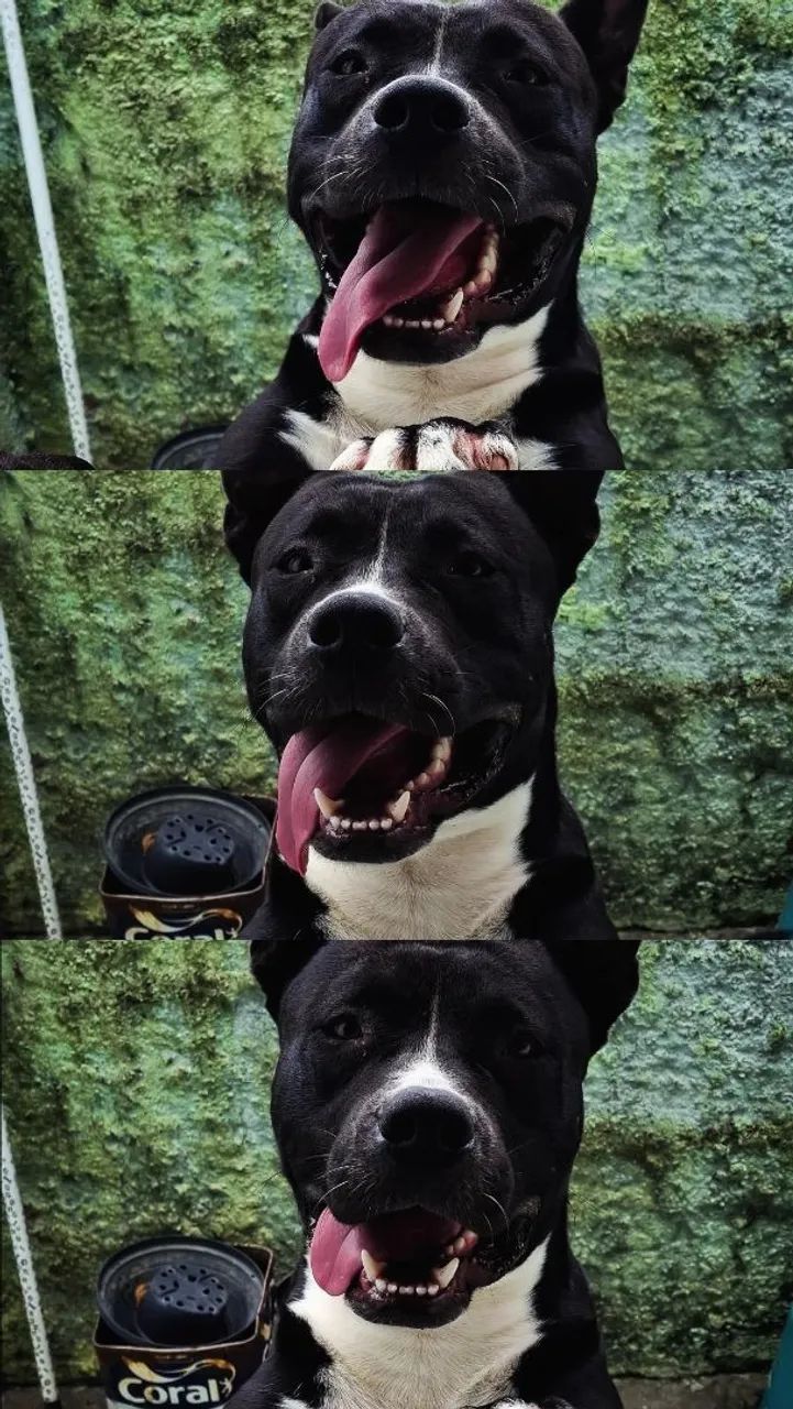 Doação de cachorro - Foto 2