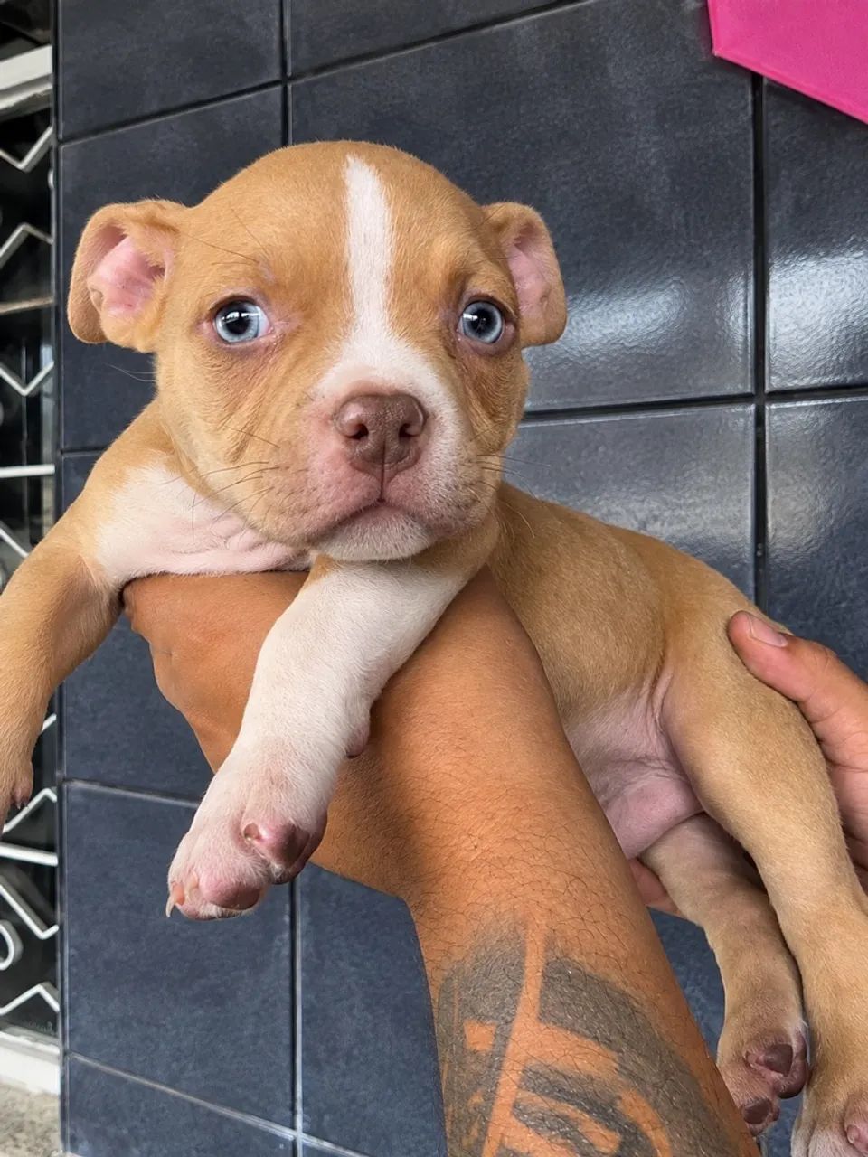 American Bully  - Foto 4