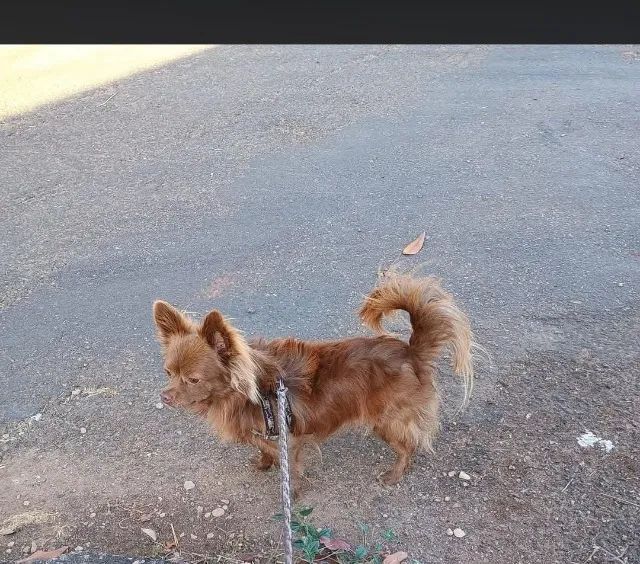 Chihuahua procura namorada - Foto 2