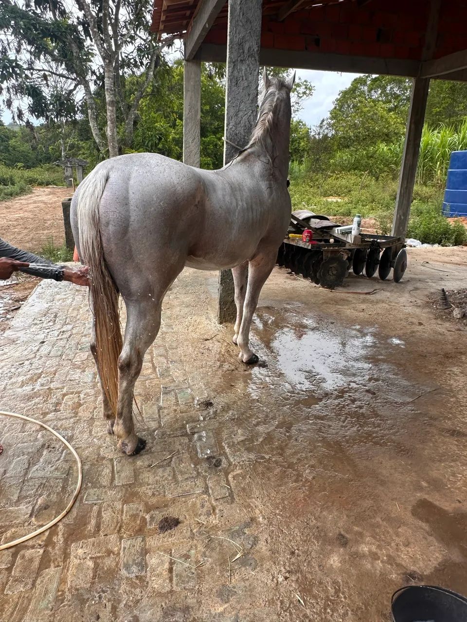 Garanhão Po Qm  - Foto 4