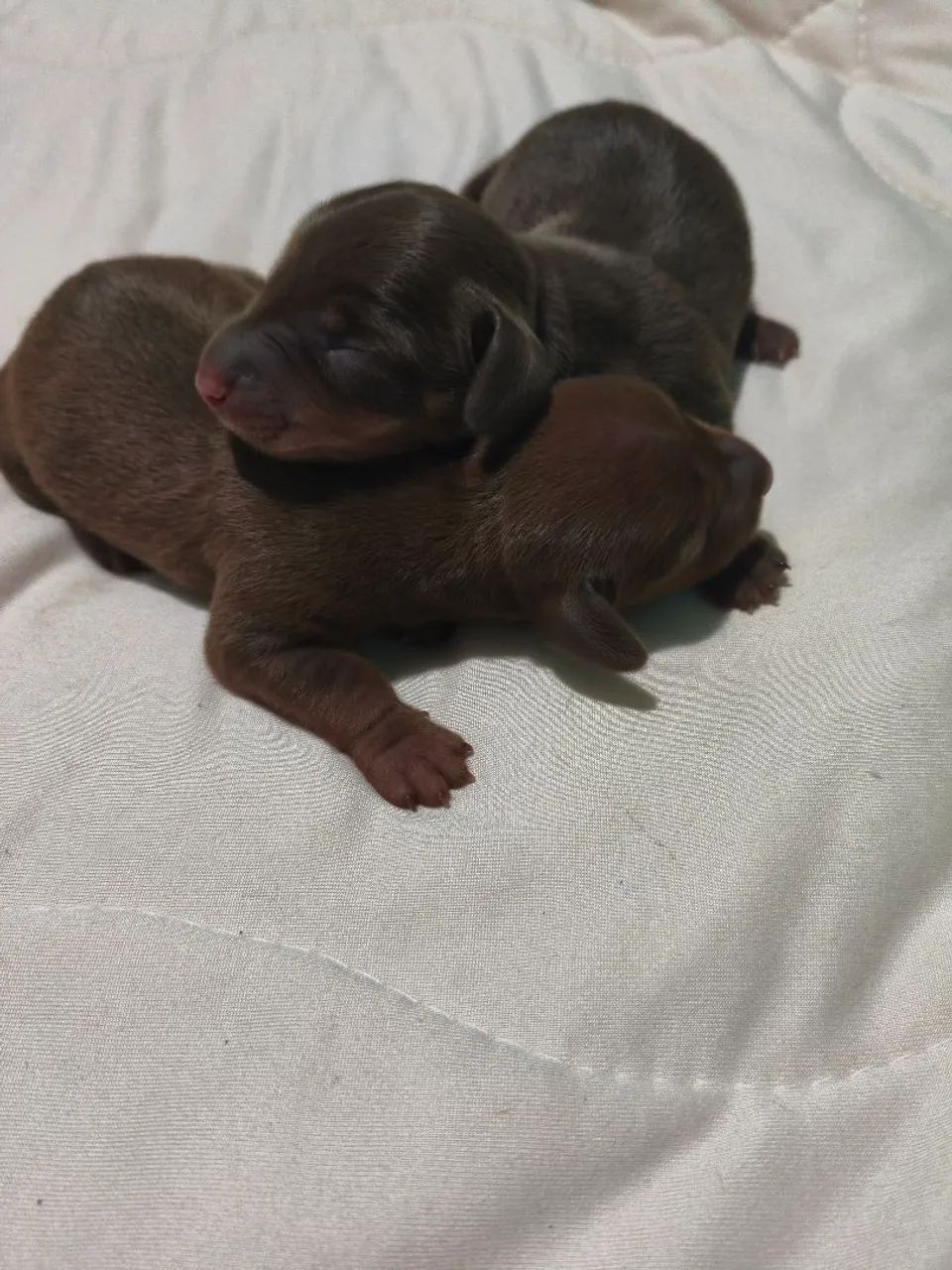 Dachshund salsicha  - Foto 5