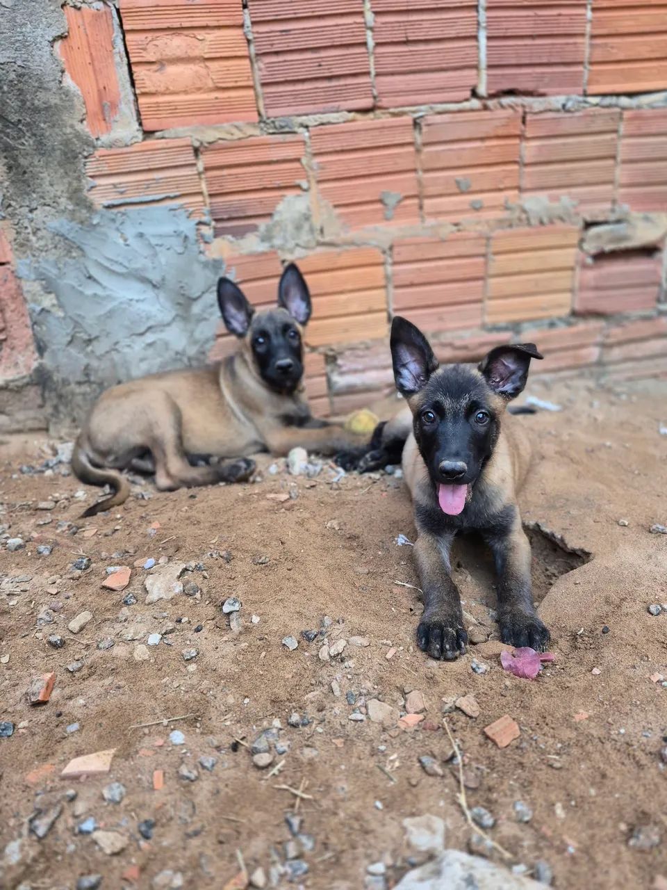 Vendo exemplar belga malinois macho  - Foto 4