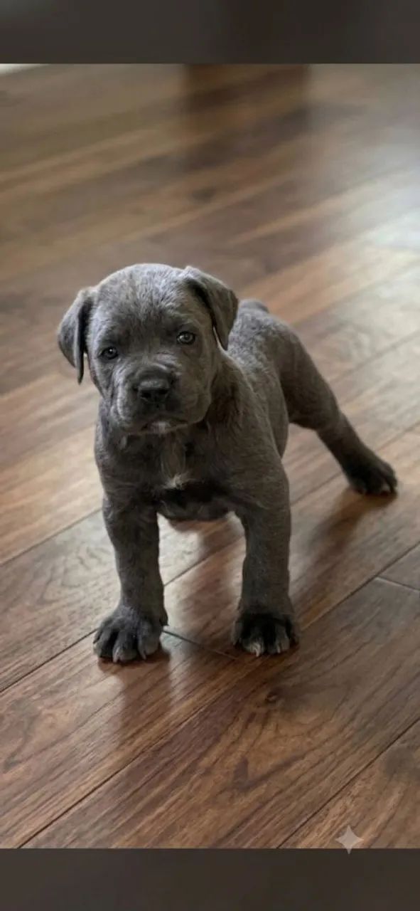 Filhotes de Cane Corso com Pedigree 