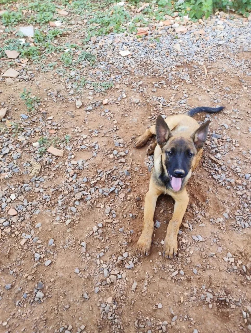 Filhotes de pastor Malinois - Foto 3
