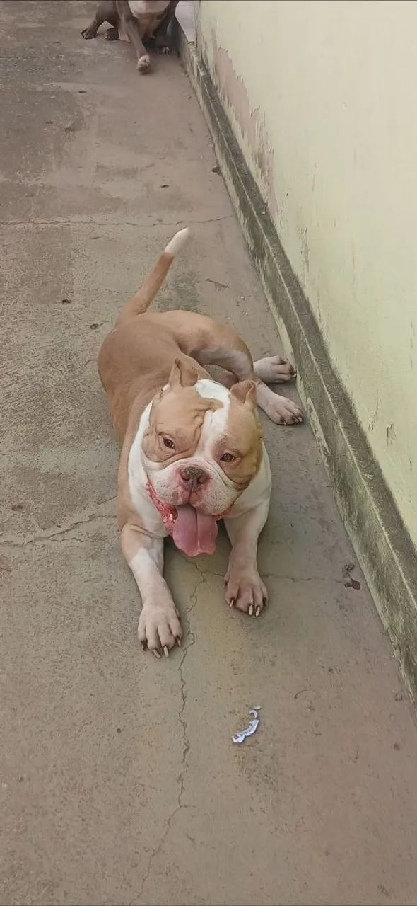 American bully (MACHO CHOCOLATE BRANCO) Para cruzar - Foto 3