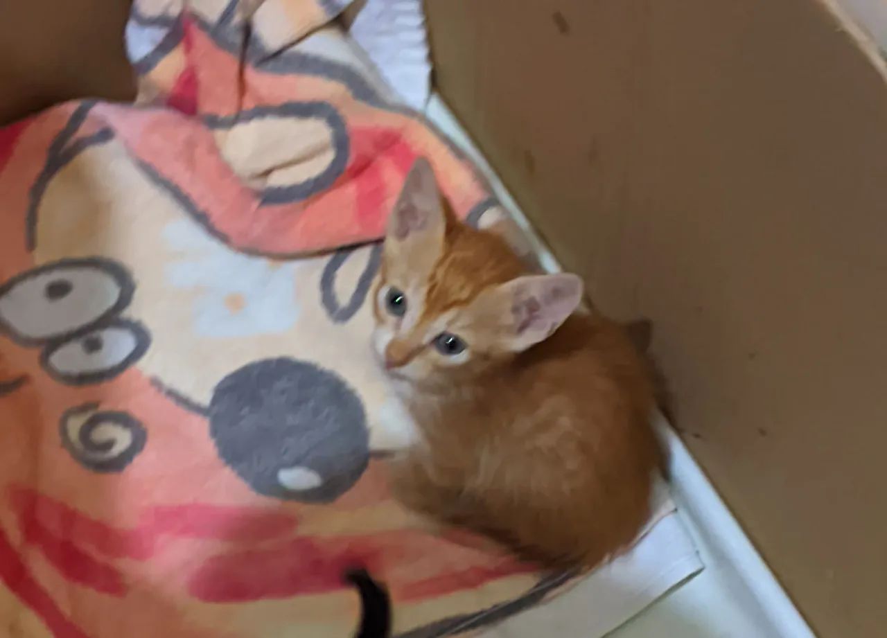 Gatinhos disponíveis para adoção 