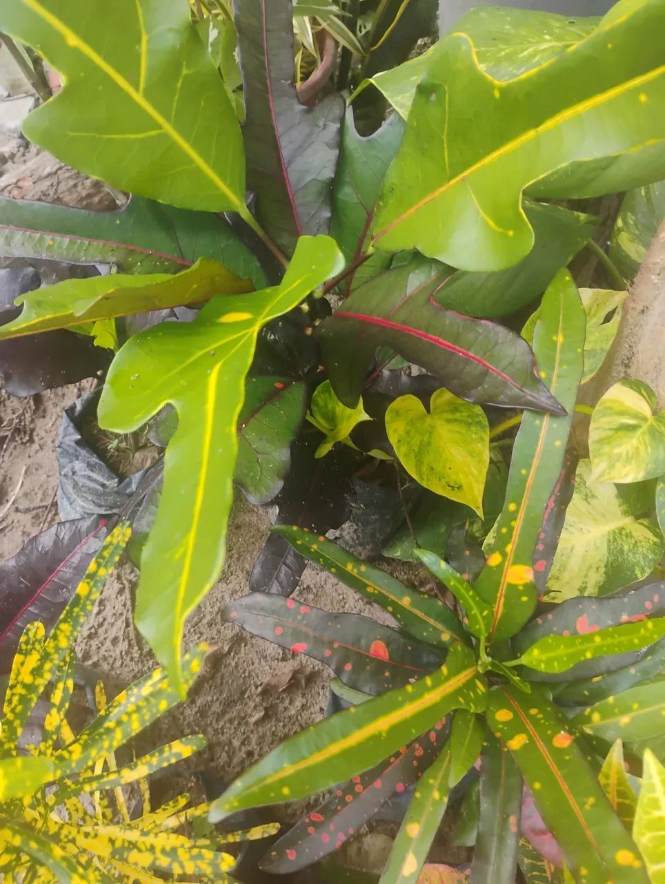 Vendo mudas de croton  - Foto 2