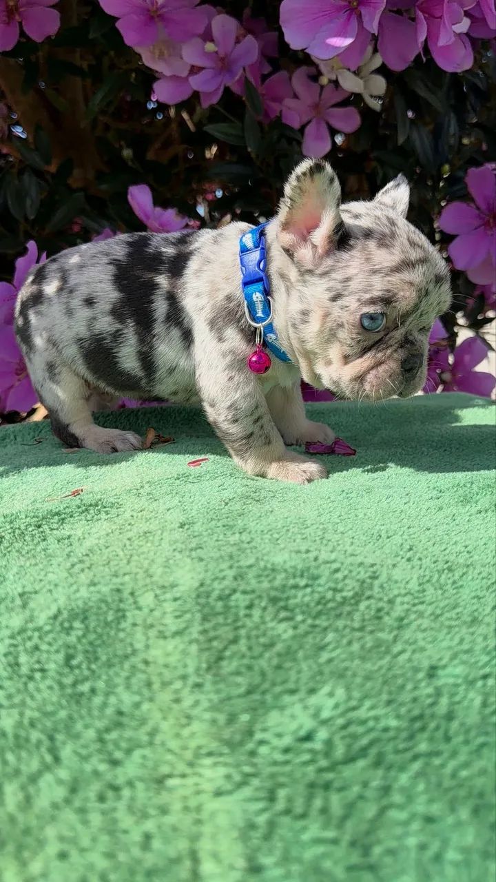 Bulldogue francês  - Foto 3