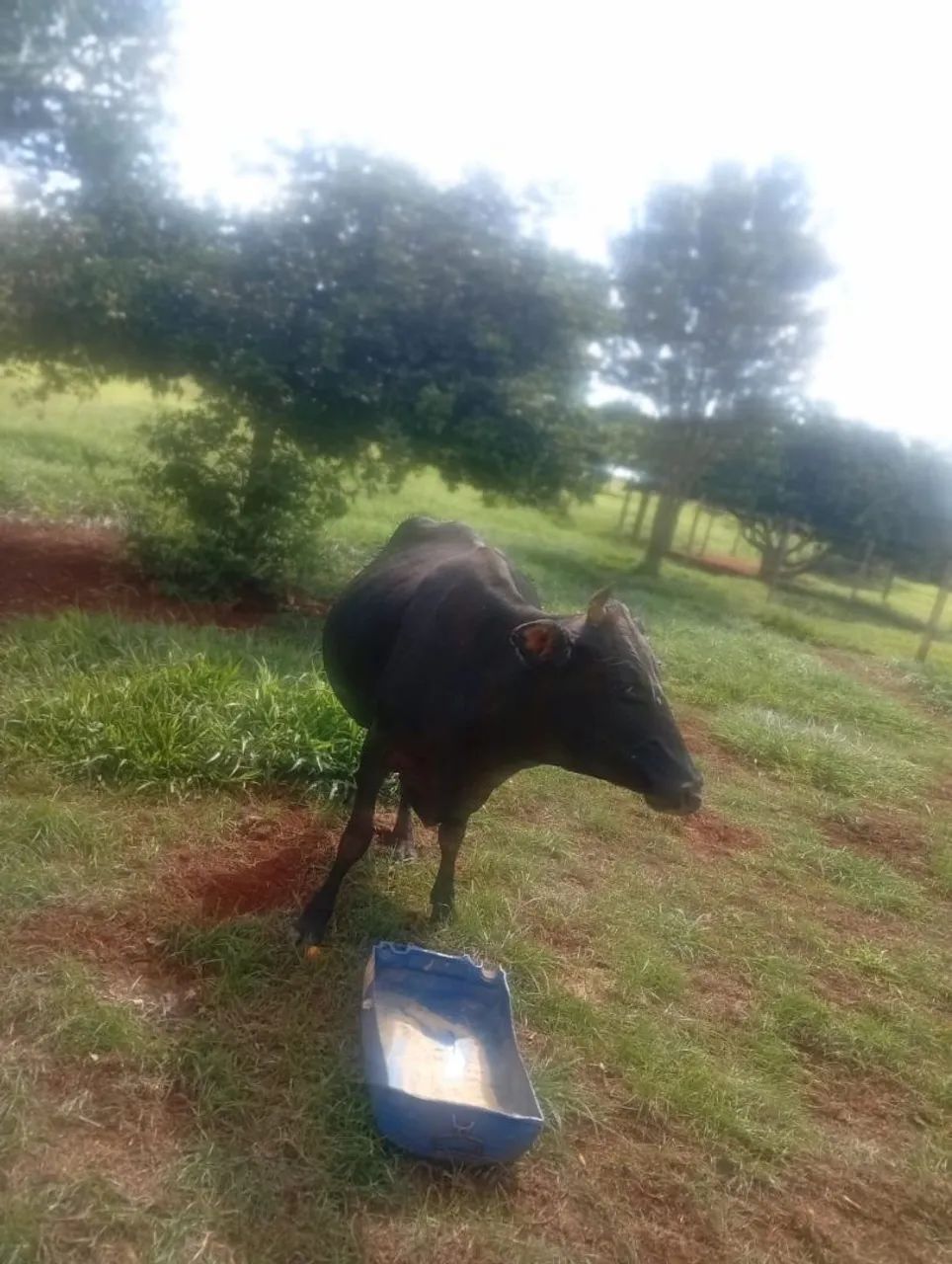 Vendo vaca leiteira mojando 4500,00 - Foto 5