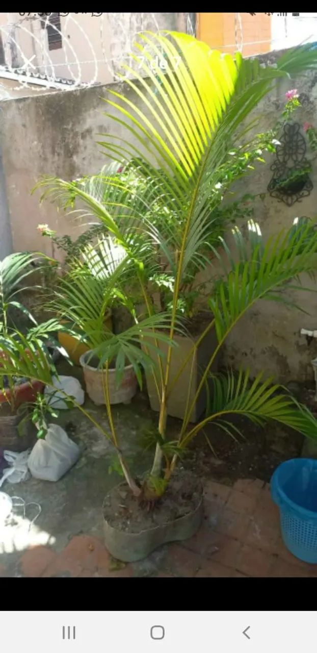Palmeira areca