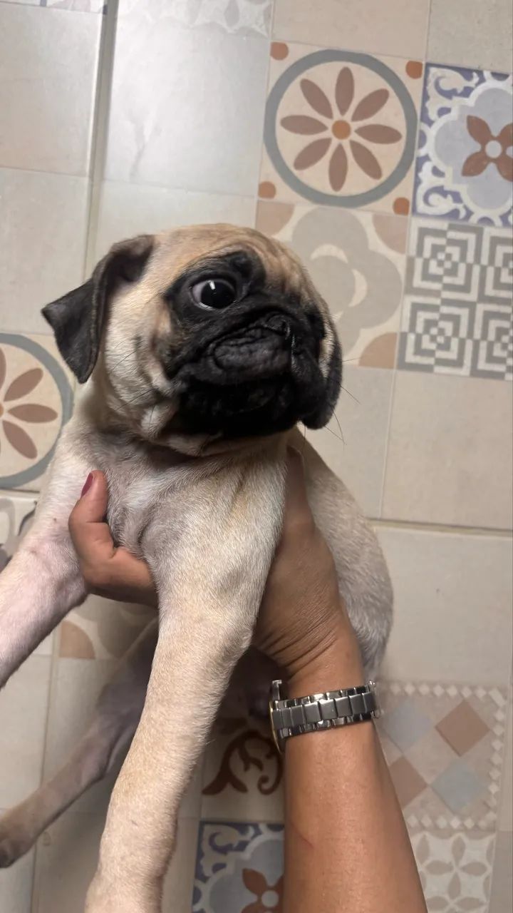 Pugs  - Foto 4
