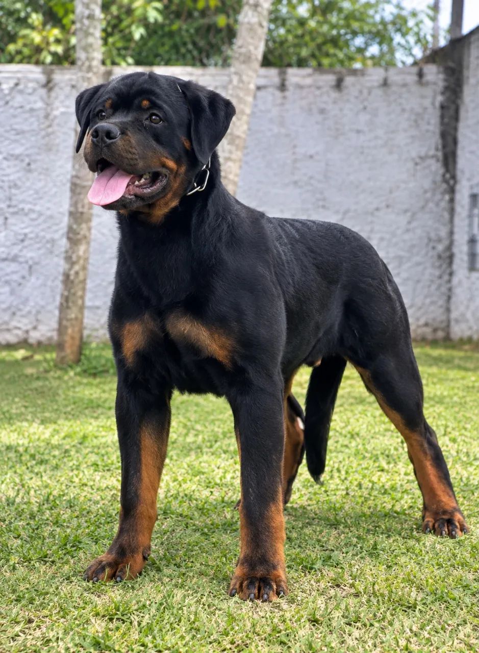 Filhote de rottweiler macho  - Foto 2